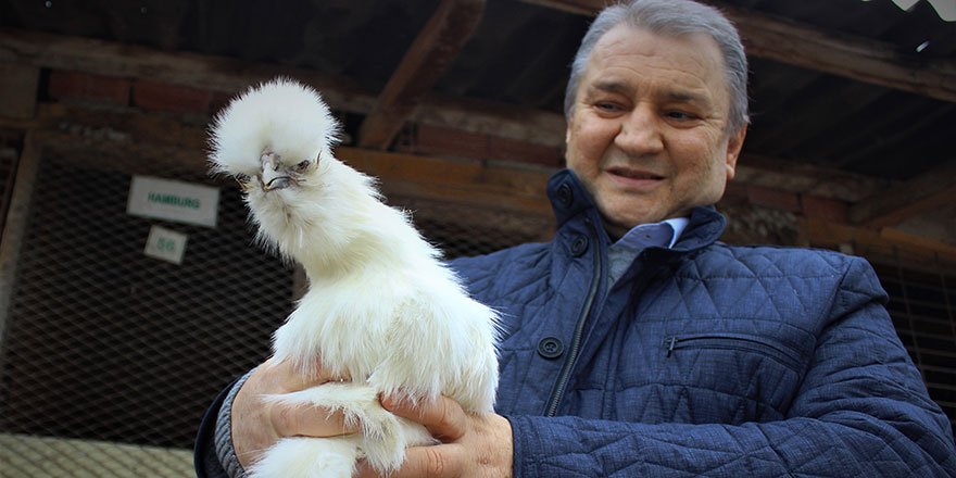 Bu tavuklar yemeklik değil seyirlik